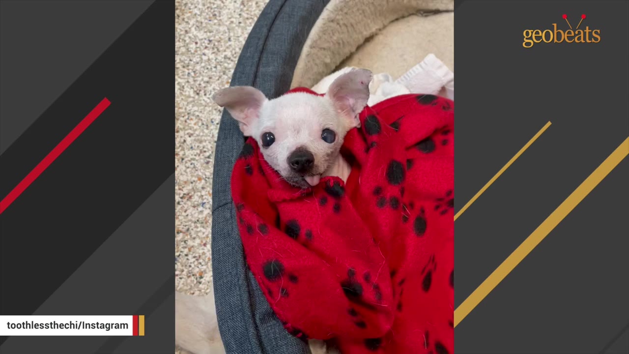 A small, elderly white Chihuahua with large, dark eyes looks directly at the camera while wrapped in a red blanket with black paw prints.