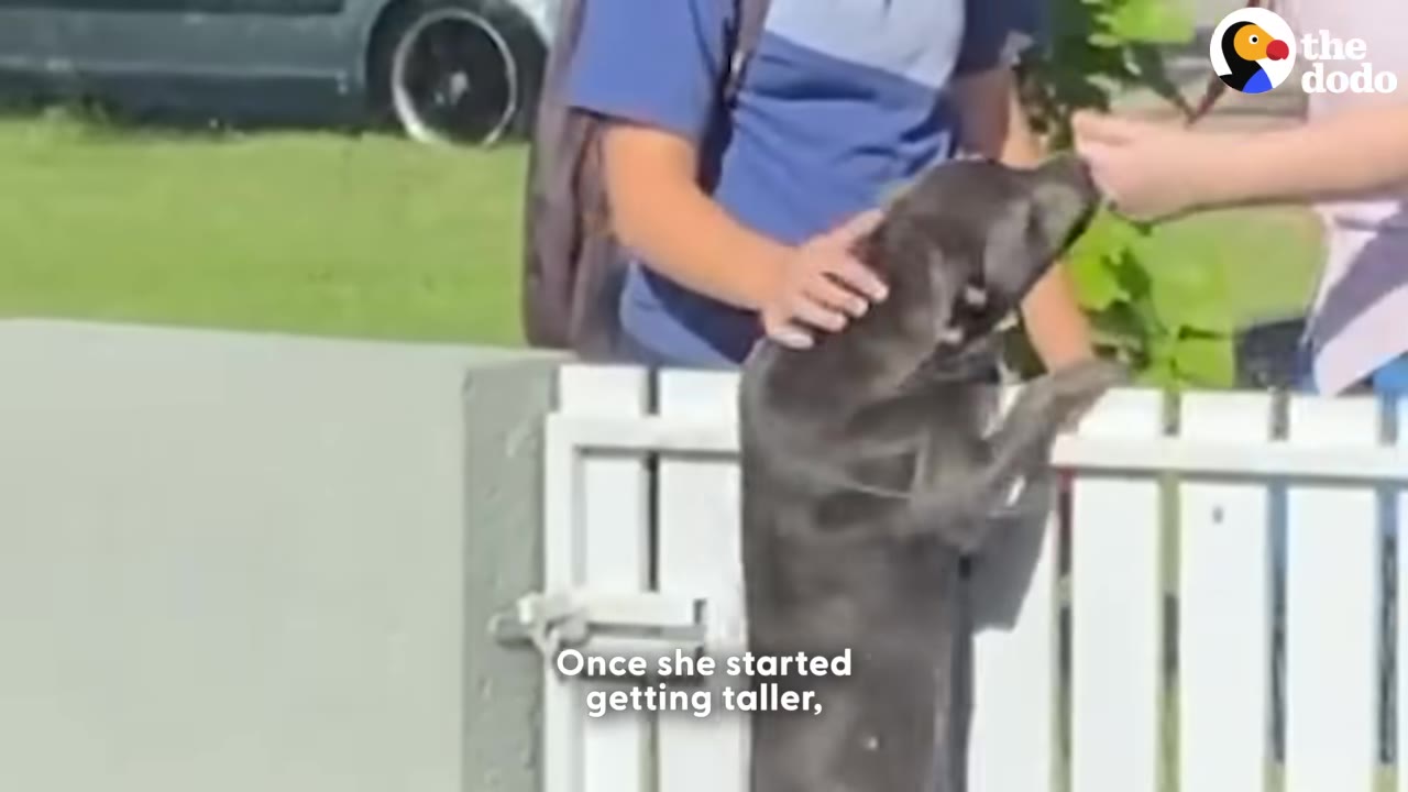 A grey dog stands on its hind legs, leaning against a white fence to be petted by a person.