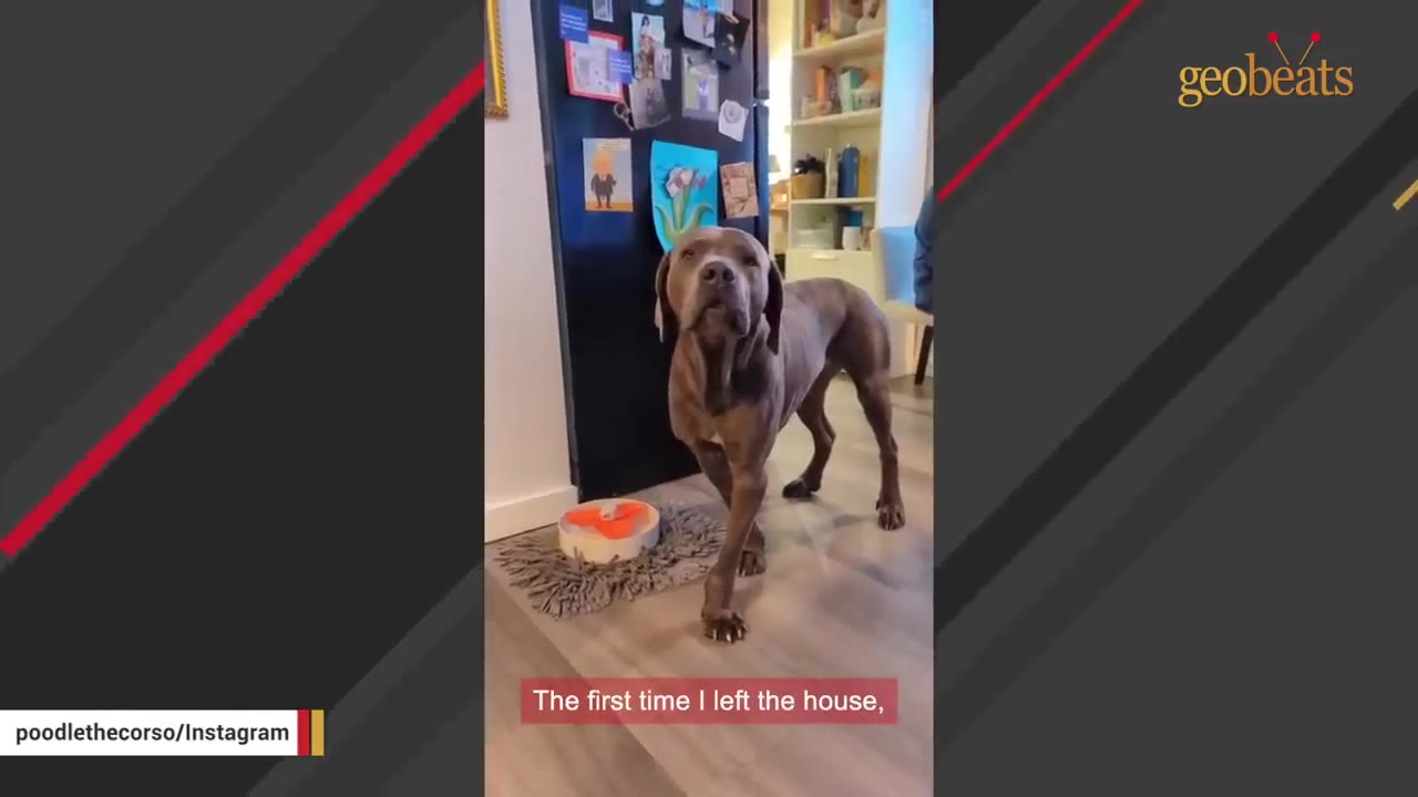A large brown Cane Corso dog stands inside a home near a refrigerator, looking alertly towards the camera.