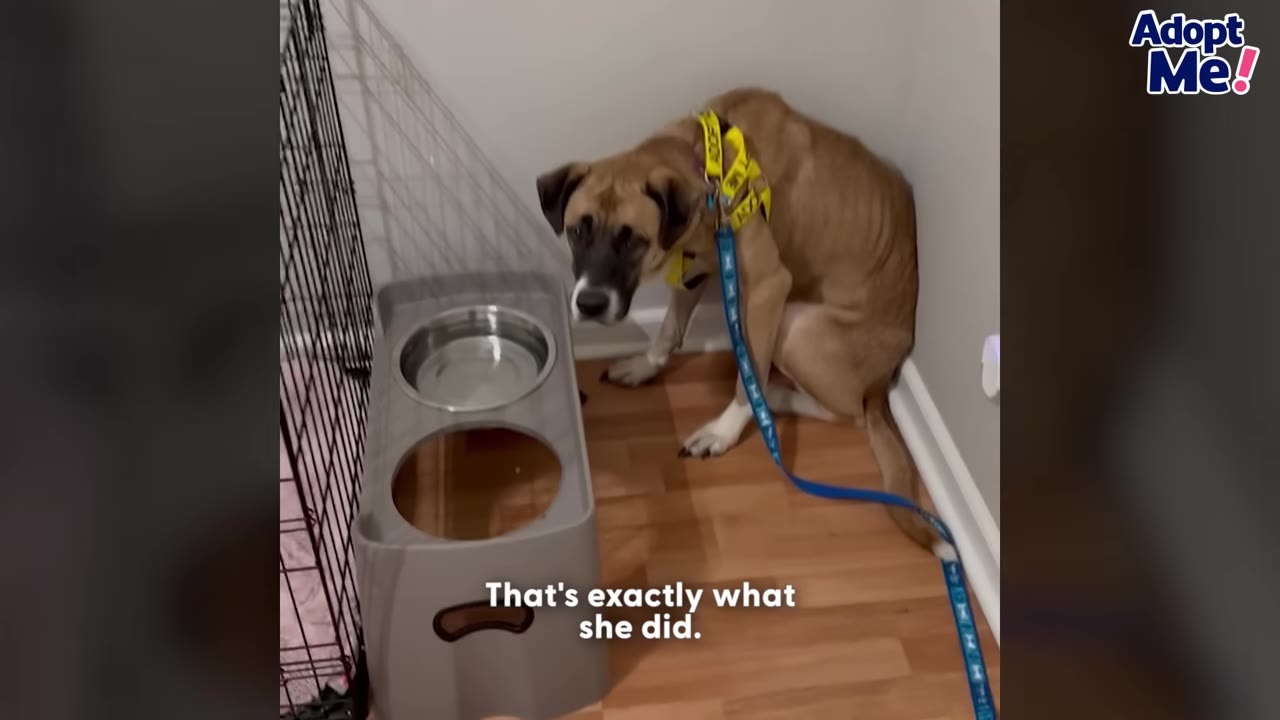 A tan and black dog with a yellow harness and blue leash sits cowering in a corner next to a dog crate and food bowl.