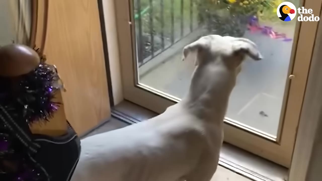 A white dog stands inside looking out of a glass door onto a patio.