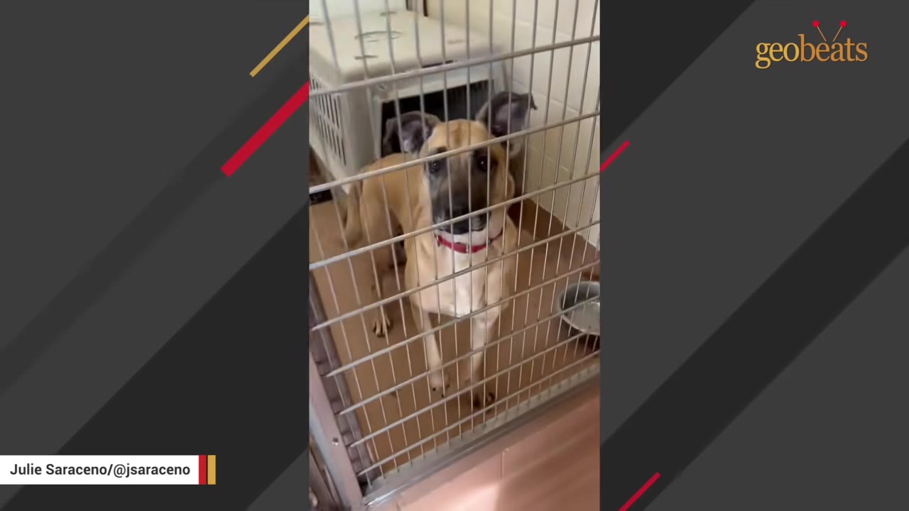 A tan dog with a red collar stands behind the metal bars of a shelter kennel, looking forward.