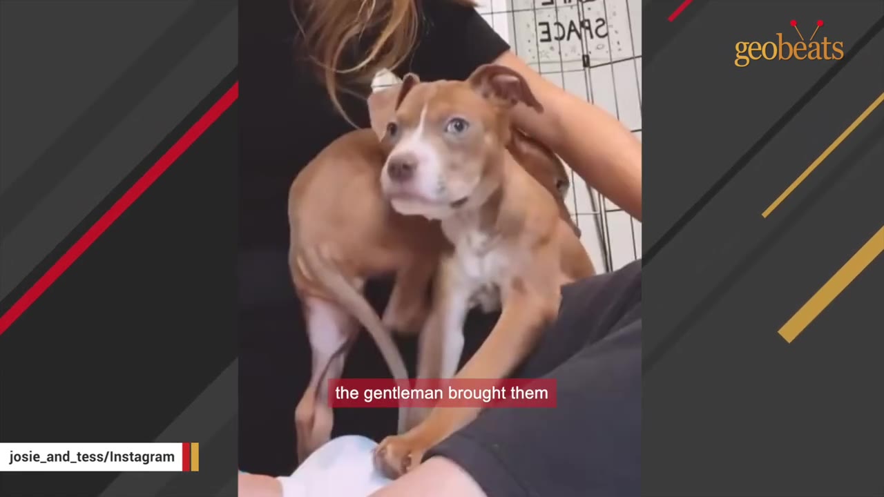 A small, thin brown and white puppy with sad eyes is held gently by a person.