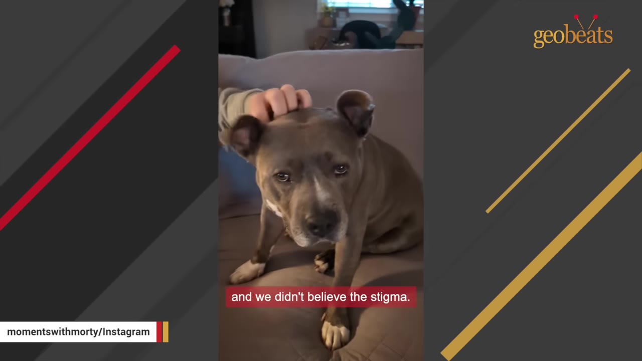 A gray pit bull sits on a couch while being gently petted on the head by a person's hand, with a subtitle reading 'and we didn't believe the stigma.'
