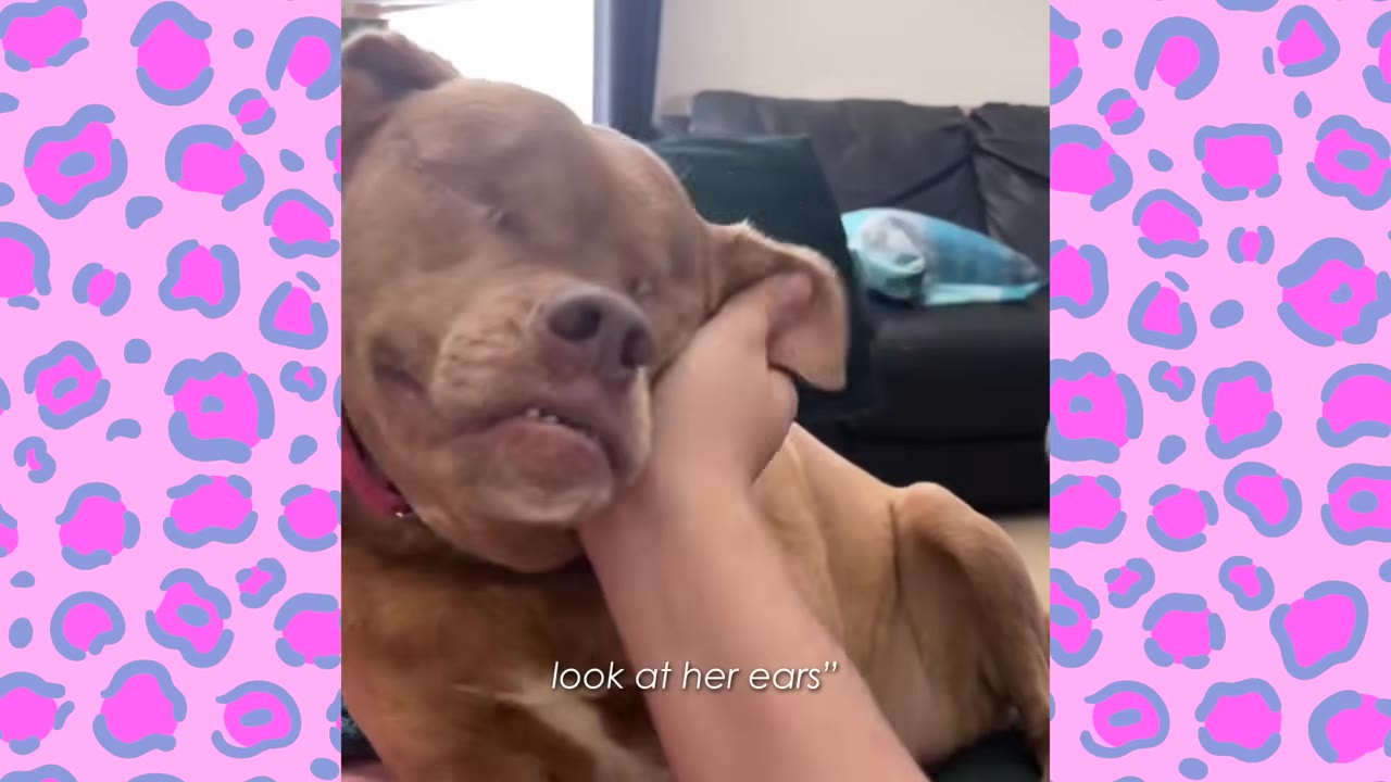 A brown dog with closed eyes leans its head into a person's hand as they gently pet its ear.