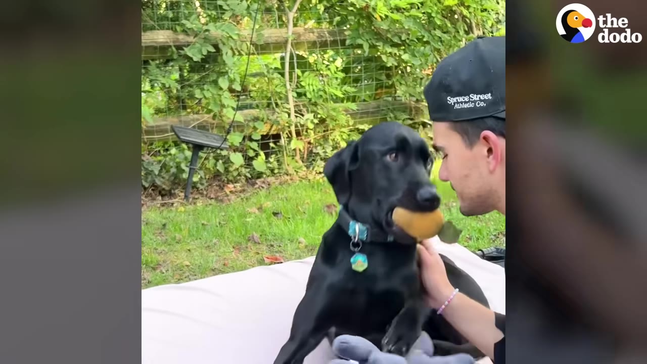 A black dog sits on a blanket outdoors, holding a small brown toy in its mouth while looking at a man wearing a black baseball cap.