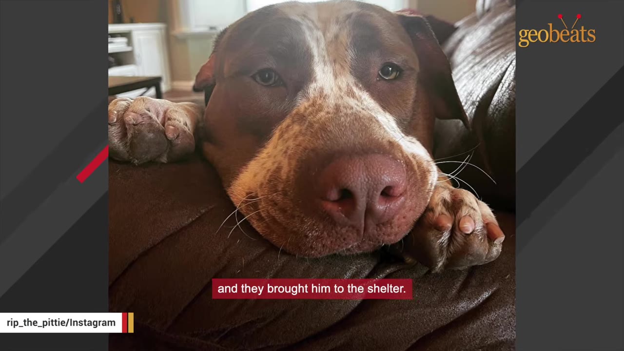 A close-up portrait of a brown and white dog resting its head and paws on a dark brown couch, looking directly at the camera.