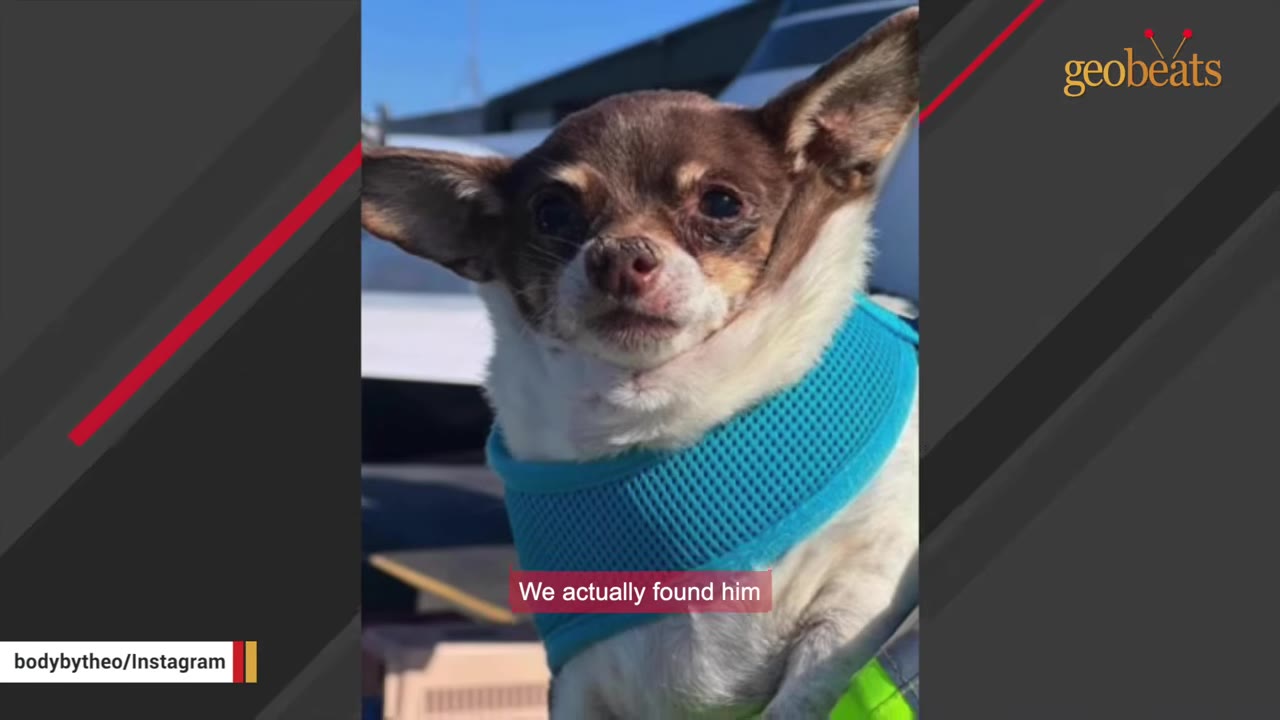 A close-up photo of a small brown and white Chihuahua wearing a blue mesh harness, looking directly at the camera.