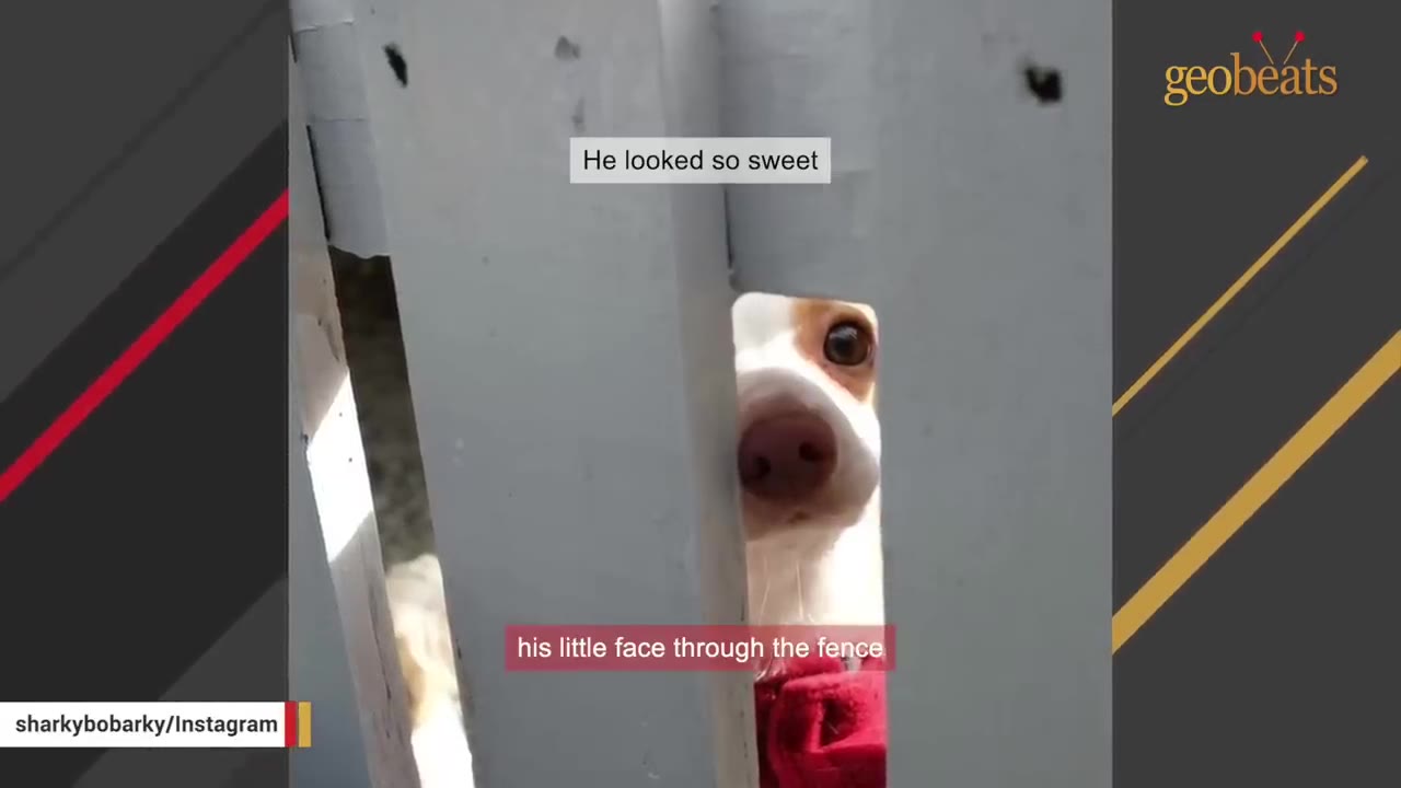 A small white and brown dog peeking its face and nose through a gap in a white wooden fence.