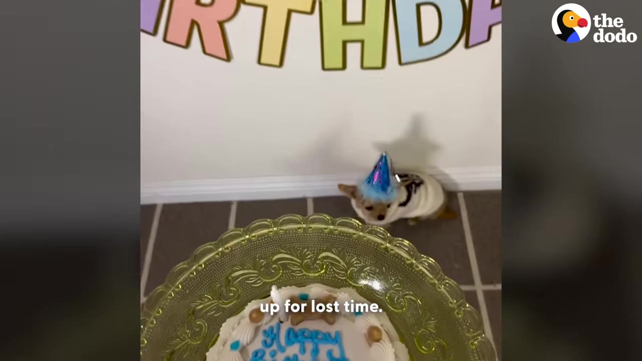 A small brown dog wearing a blue party hat sits on the floor behind a birthday cake on a glass stand, with a birthday banner on the wall.