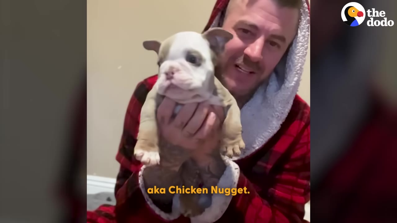 A man in a red plaid robe holds up a small, brown and white bulldog puppy facing the camera.
