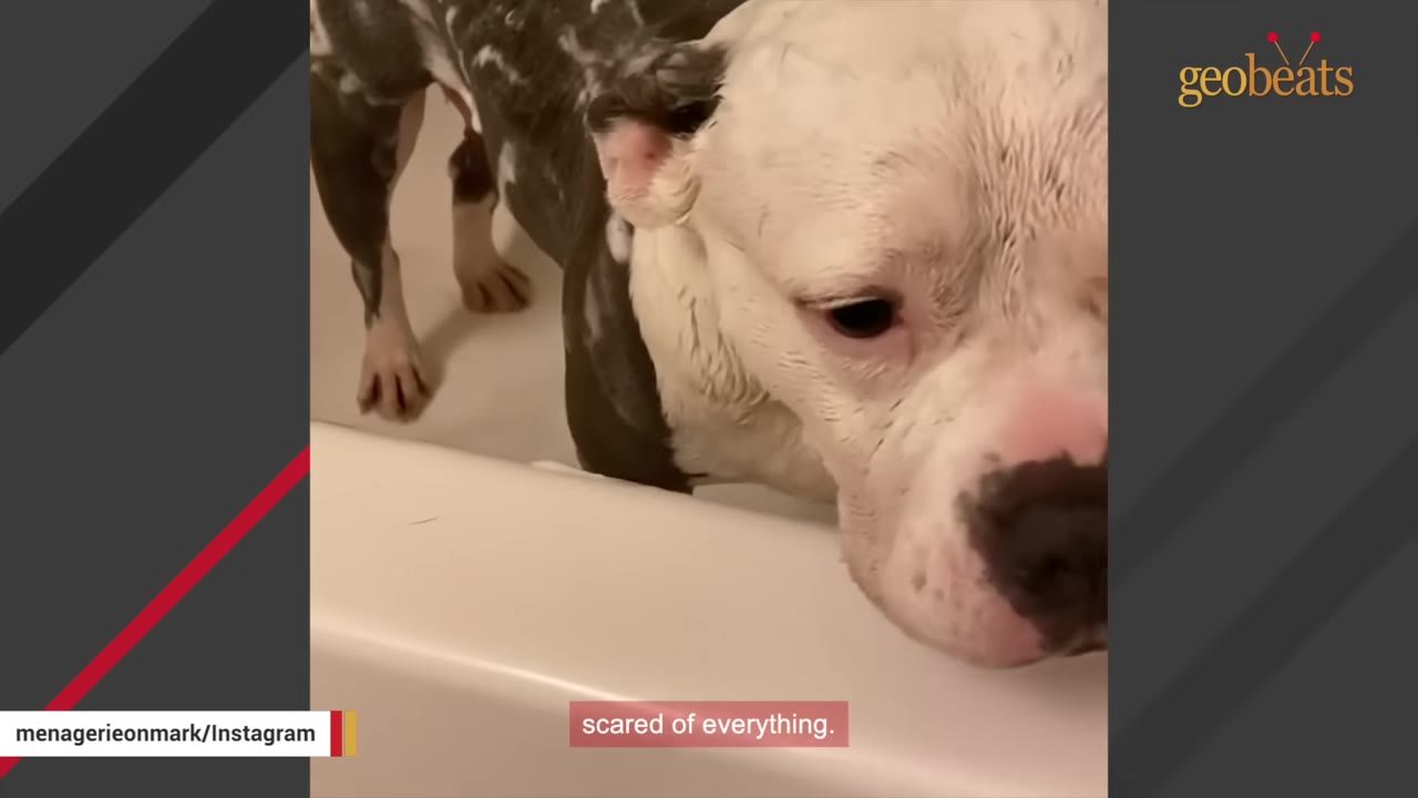 A white and grey dog stands in a bathtub looking down with a sad, scared expression.