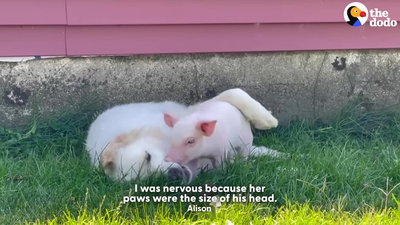 A small pink piglet stands in the grass next to a large, resting white dog.