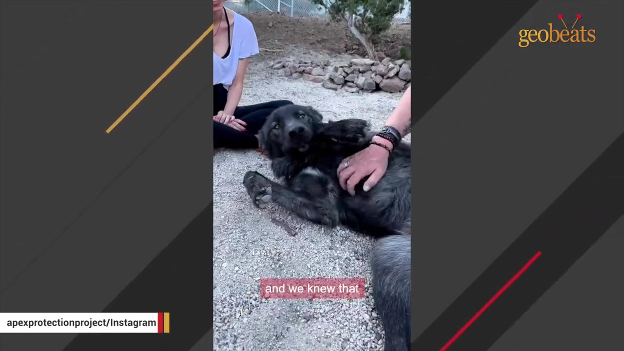 A large, dark-furred wolfdog lies on its back on a gravelly ground, receiving belly rubs from a person's hand, while another person sits nearby watching.