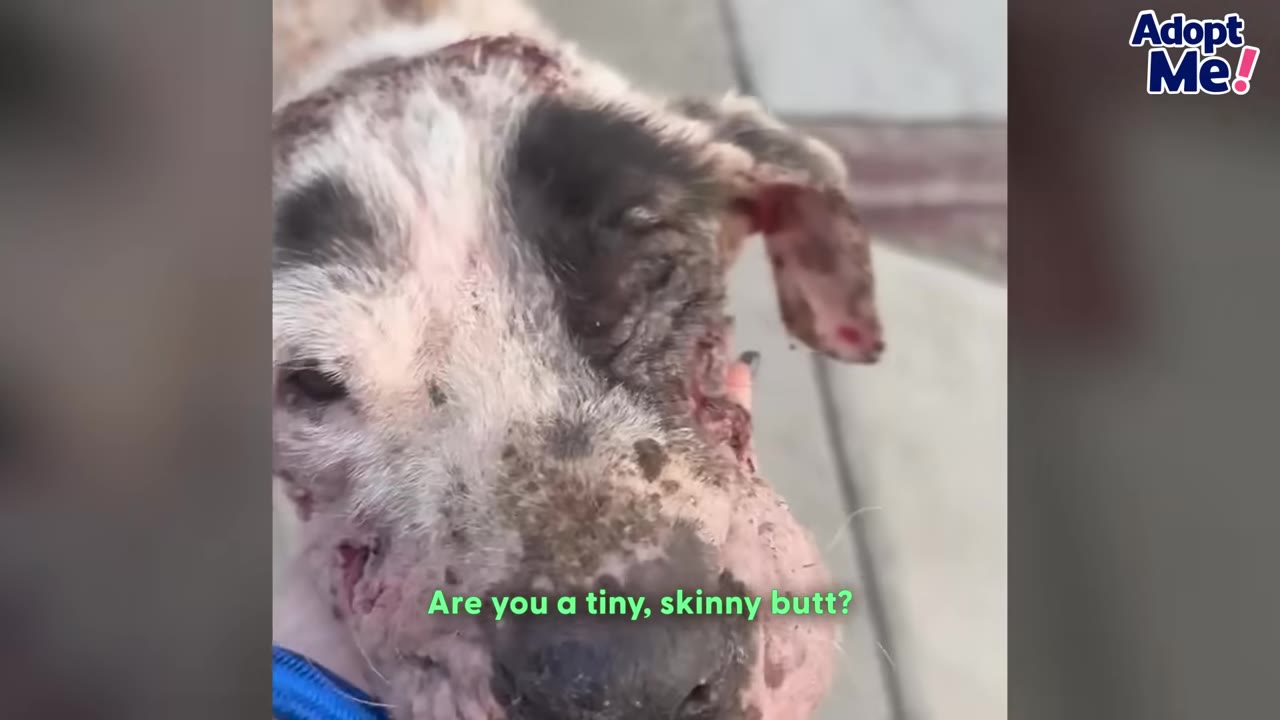 A close-up of a dog with severe skin issues, scabs, and dirt on his face, looking up gently.