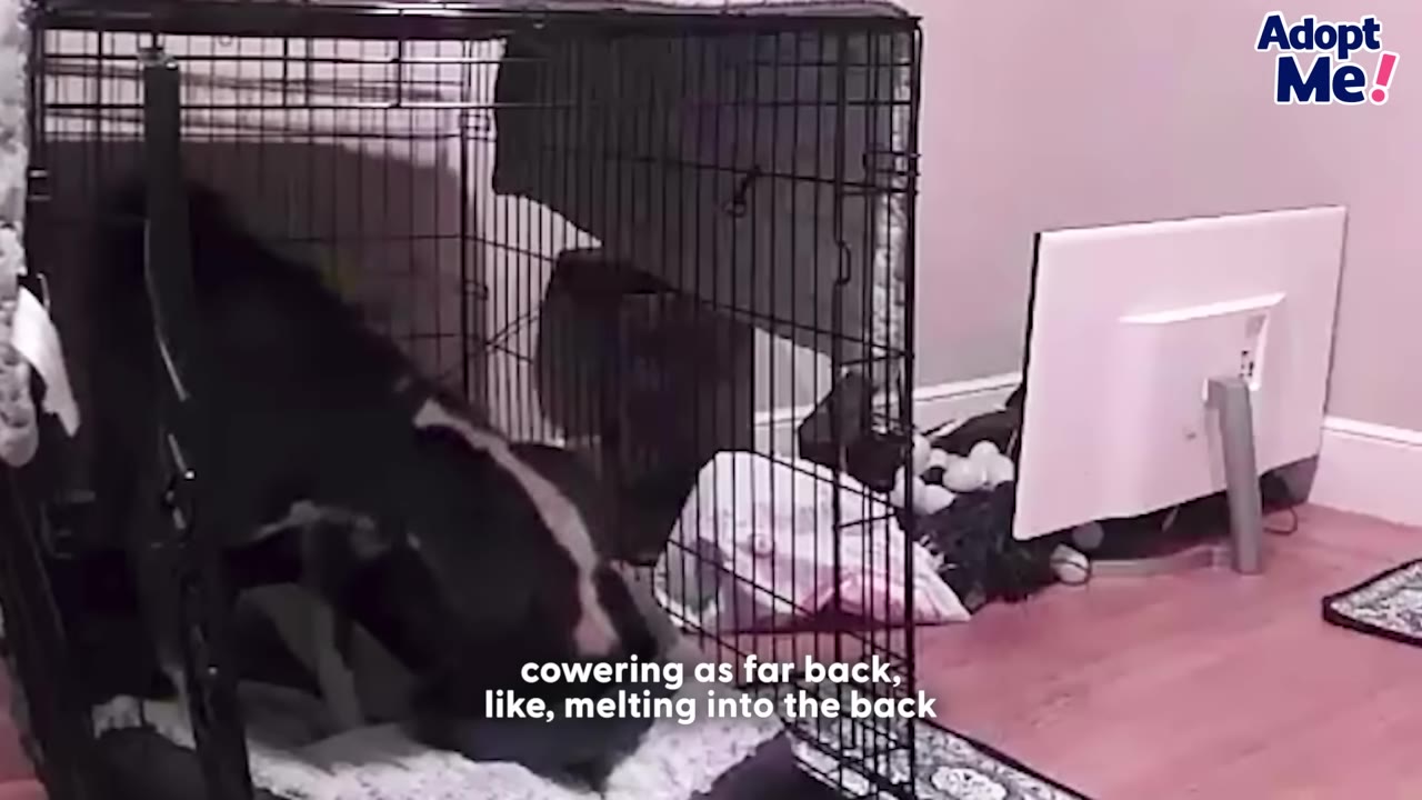 A black and white dog retreats into the back corner of a wire dog crate.
