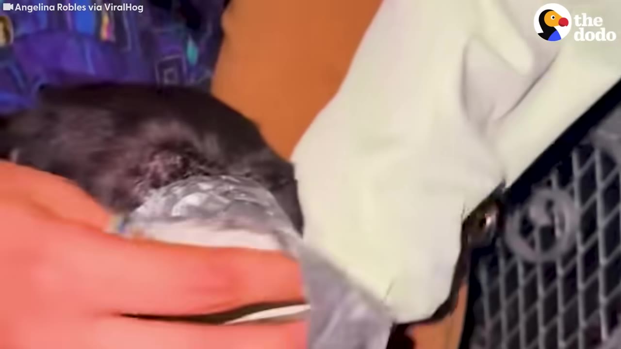 A close-up shot of a person's hand holding a plastic bag filled with ice against the head of a black dog, showing irritated skin near its ear.