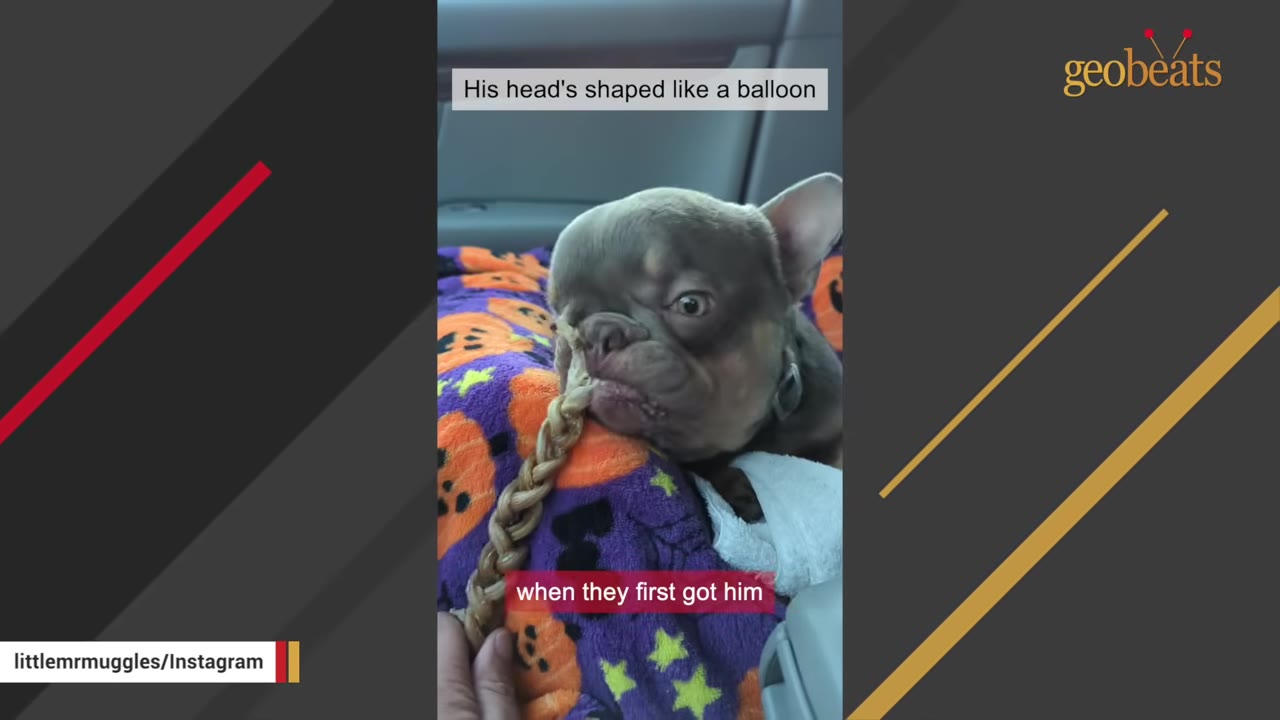 A small French bulldog puppy with a large head lies on a purple Halloween-themed blanket, looking fragile as a feeding tube is held near its mouth.
