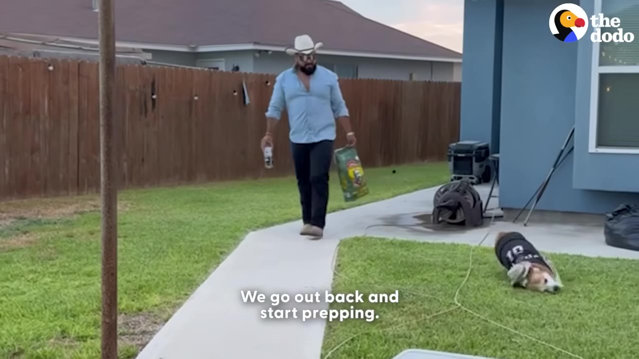 A man wearing a cowboy hat and light blue shirt walks down a concrete path in a grassy backyard carrying supplies, while a corgi wearing a black jersey rolls on the grass nearby.