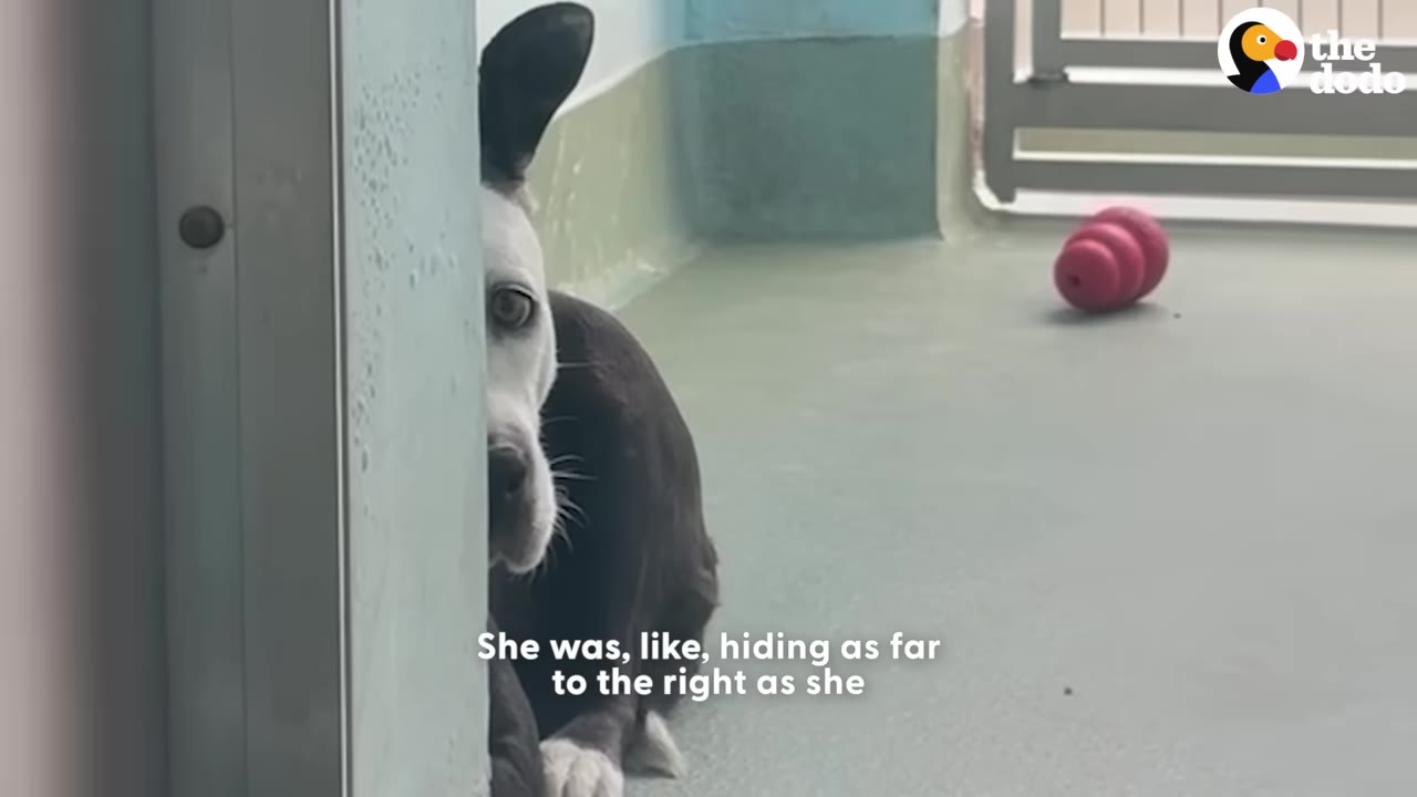 A black and white dog peeks out fearfully from behind a light blue wall inside a shelter kennel.