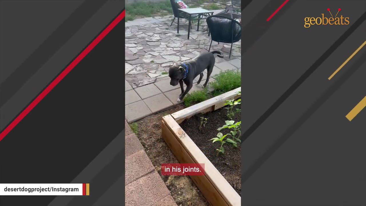 A grey pit bull walks stiffly along a stone path next to a wooden garden bed.