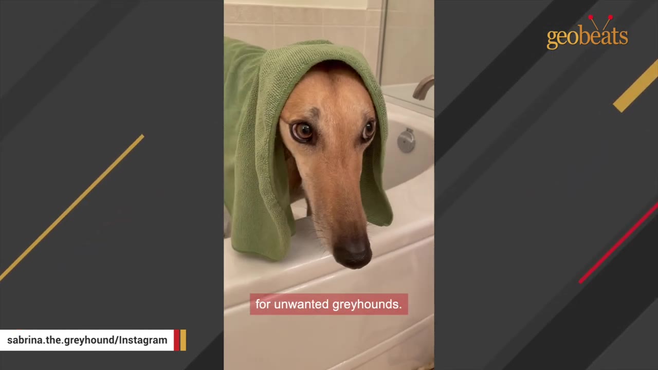A close-up of a tan greyhound with a green towel draped over its head, looking directly at the camera with large, expressive eyes from inside a bathtub.