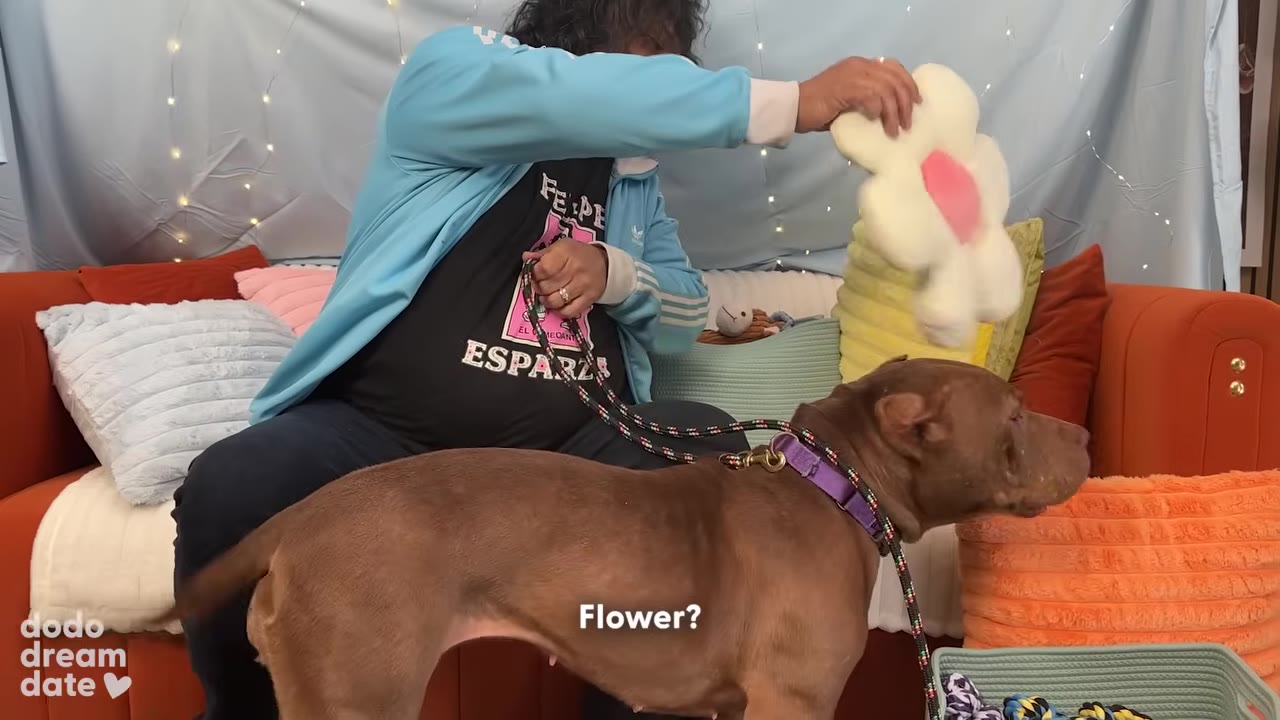 Felipe holds up a white plush flower toy with a pink center to a brown dog named Whisper.
