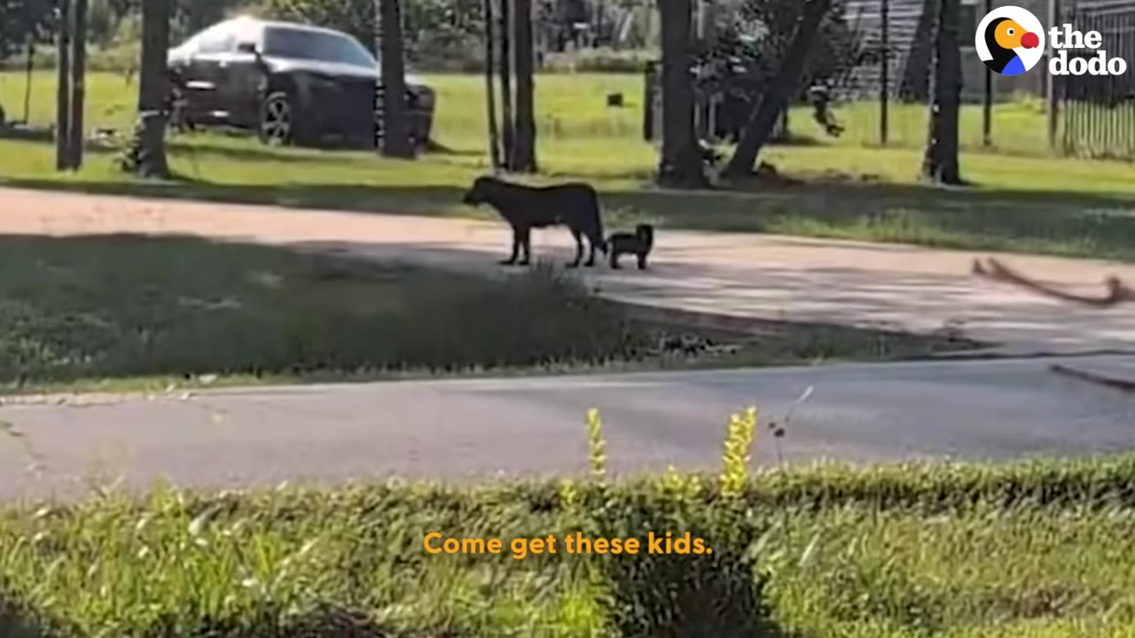 A distant view of a black dog and its puppy walking on a driveway, with the subtitle 'Come get these kids.' appearing at the bottom.