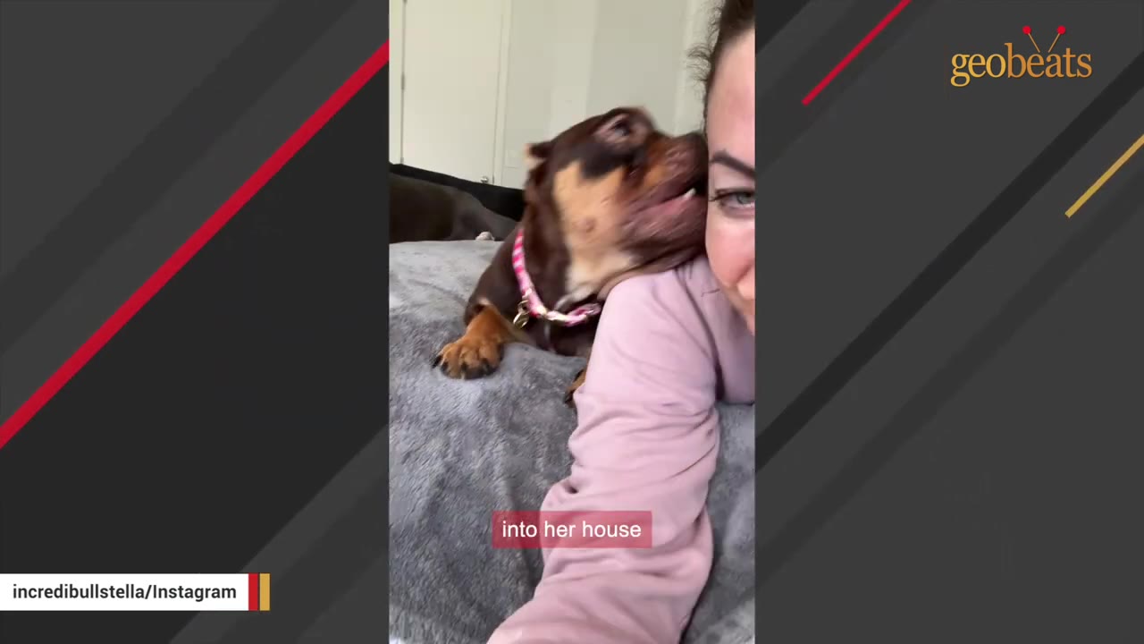 A brown and tan dog with an underbite nuzzles the cheek of a woman wearing a pink shirt.