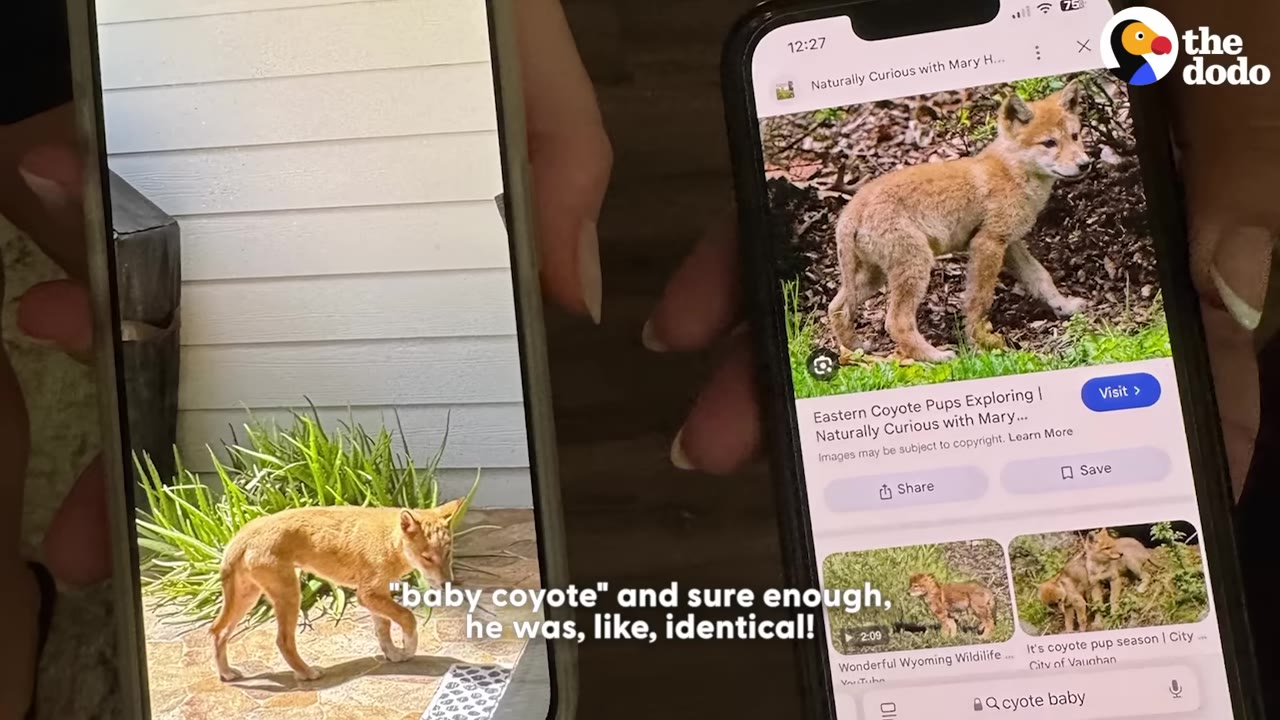 Two smartphones held side-by-side; the left screen shows a small, light-brown, puppy-like animal standing near a plant in a yard, while the right screen shows a Google search result for 'baby coyote' with an almost identical-looking animal.
