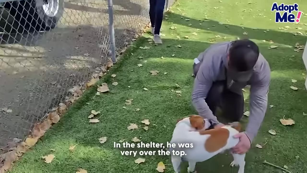 A man in a grey long-sleeve shirt and black cap kneels on a grassy lawn next to a chain-link fence, holding onto a small brown and white dog that is moving energetically.
