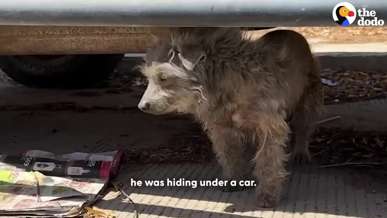 A small, scruffy, dirty brown dog stands underneath the chassis of a parked car.