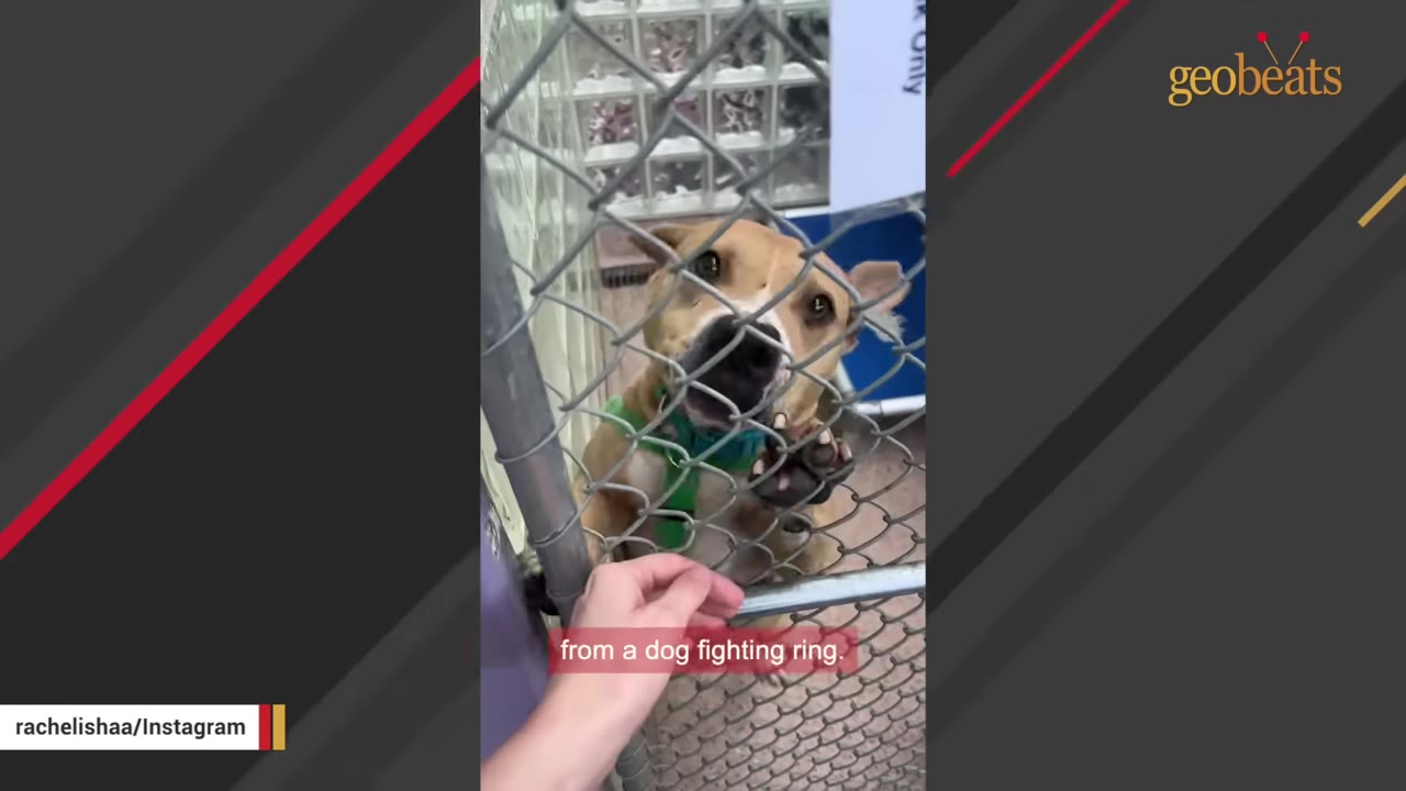 A tan dog wearing a green harness looks through a chain-link fence as a person's hand reaches out to touch it.