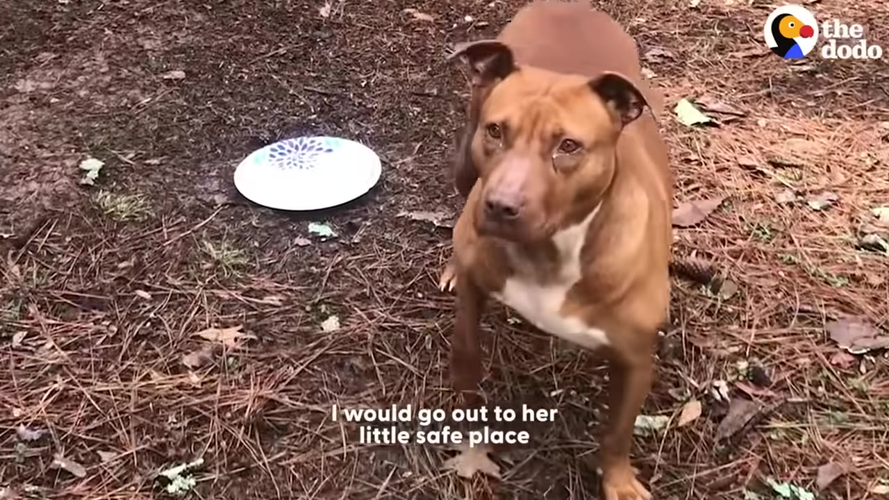 A brown dog with a white chest stands cautiously in a wooded area near a white paper plate on the ground.