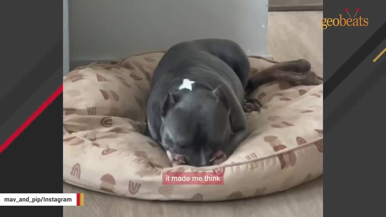A grey pit bull-type dog curled up tightly on a round dog bed, resting its head down.