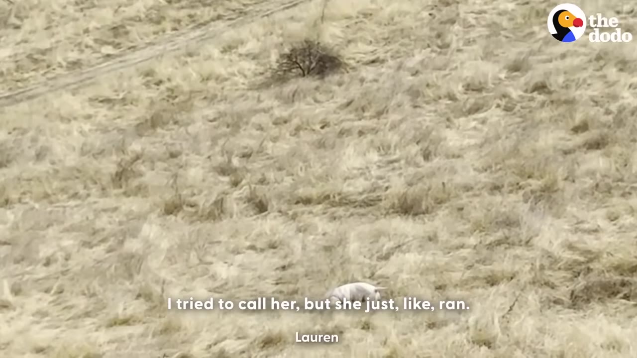 A distant white dog running away across a dry, grassy hillside.