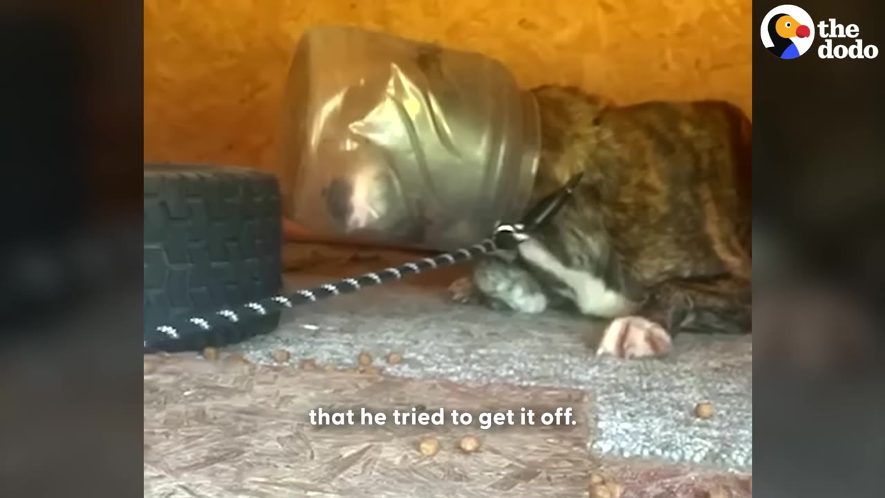 A dog lying down inside a shelter with a large, clear plastic jar stuck over its entire head.