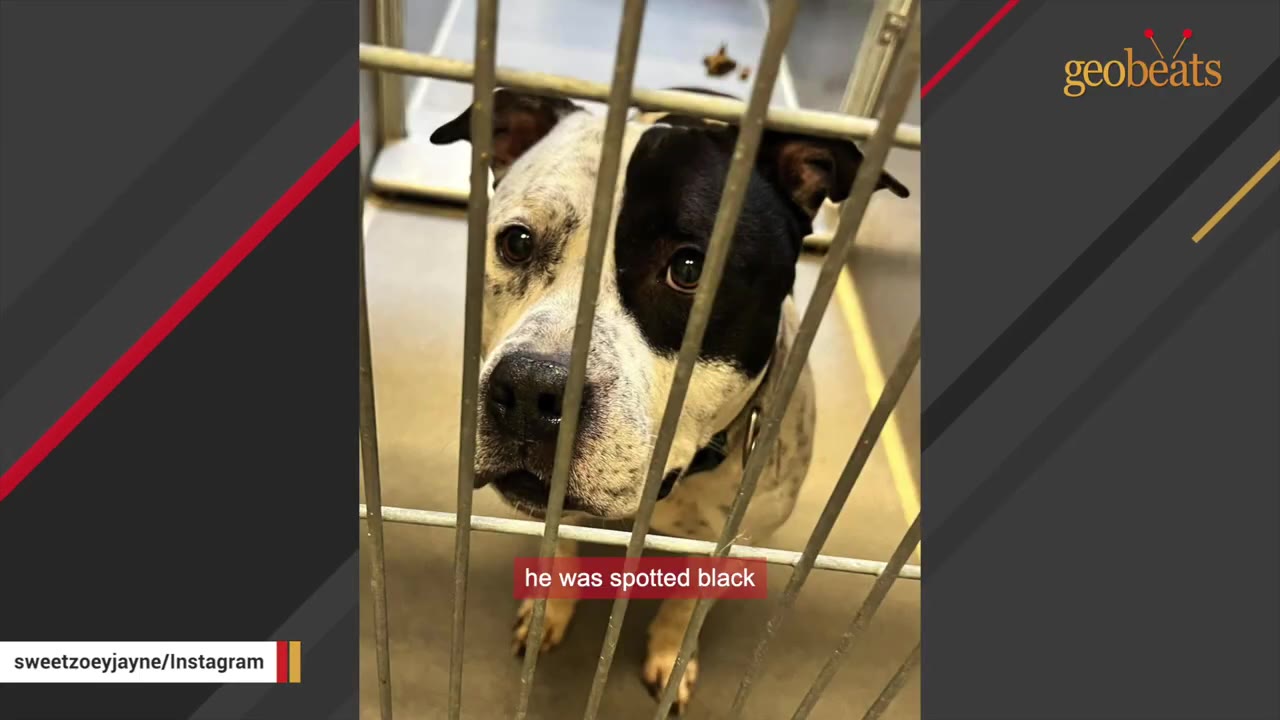 A black and white spotted dog looks out from behind the metal bars of a shelter cage.