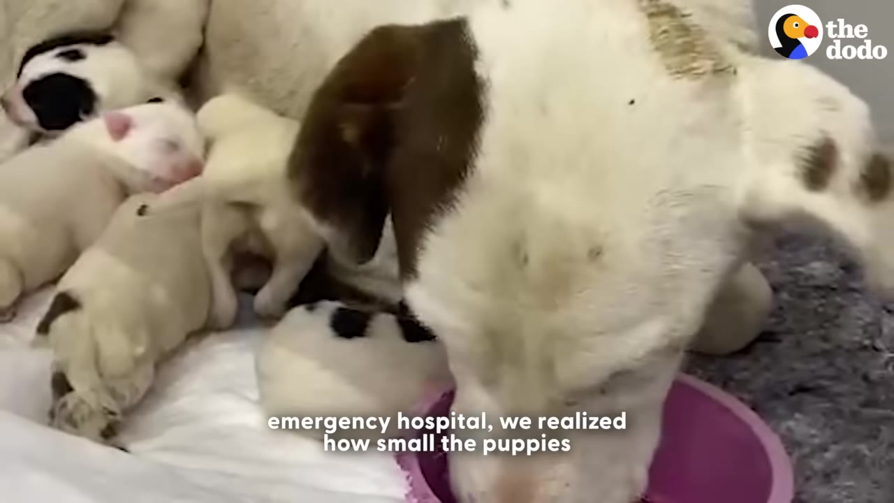 A white dog with brown patches on its head eats from a pink bowl next to its newborn puppies on a clean white blanket.
