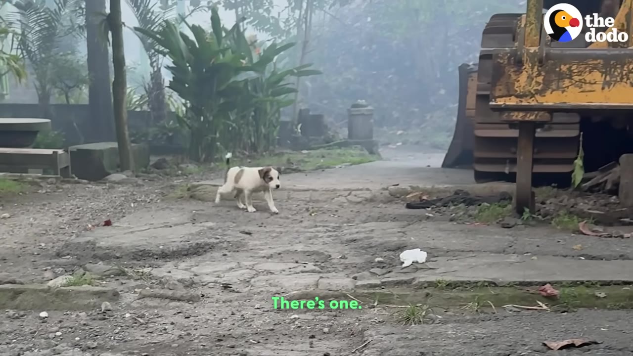 A small white and brown puppy walks on a dirt path near a large yellow construction vehicle, with text overlay reading 'There's one.'