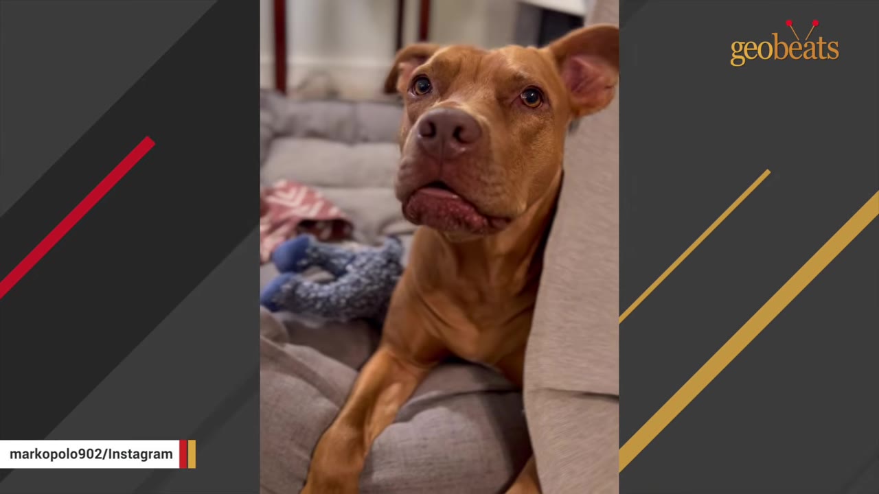 A close-up shot of a brown pit bull-type dog with expressive eyes looking up while resting on a grey dog bed.