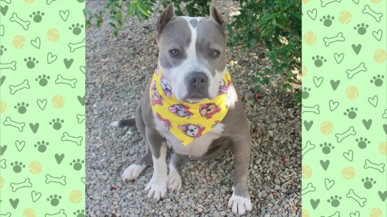 California Rescue Dog Kept Everyone At A Distance Until Something Changed On Day Four