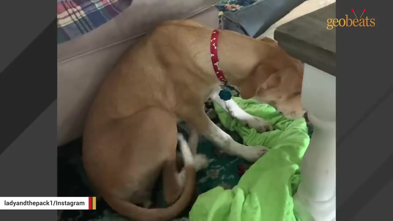 A light brown dog wearing a red collar curls up on a patterned rug next to a sofa and a white table leg inside a home.