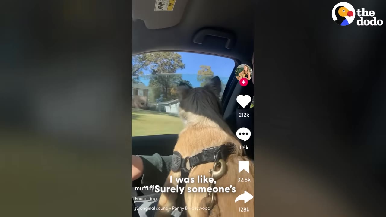 A fluffy brown dog wearing a harness sits in the passenger seat of a car, looking out the window as they drive.