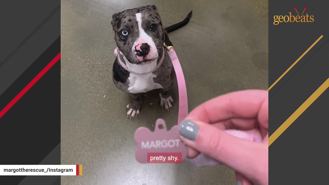 A speckled grey and white dog named Margot with a pink collar and leash sits on a concrete floor looking up shyly as a hand holds her pink bone-shaped name tag.