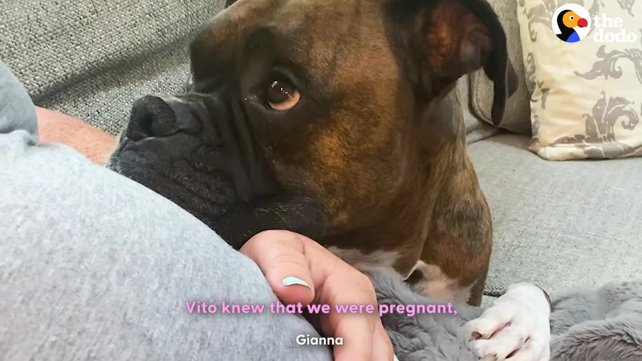 A brindle boxer dog rests its chin on a person's pregnant belly, looking up with wide, attentive eyes.