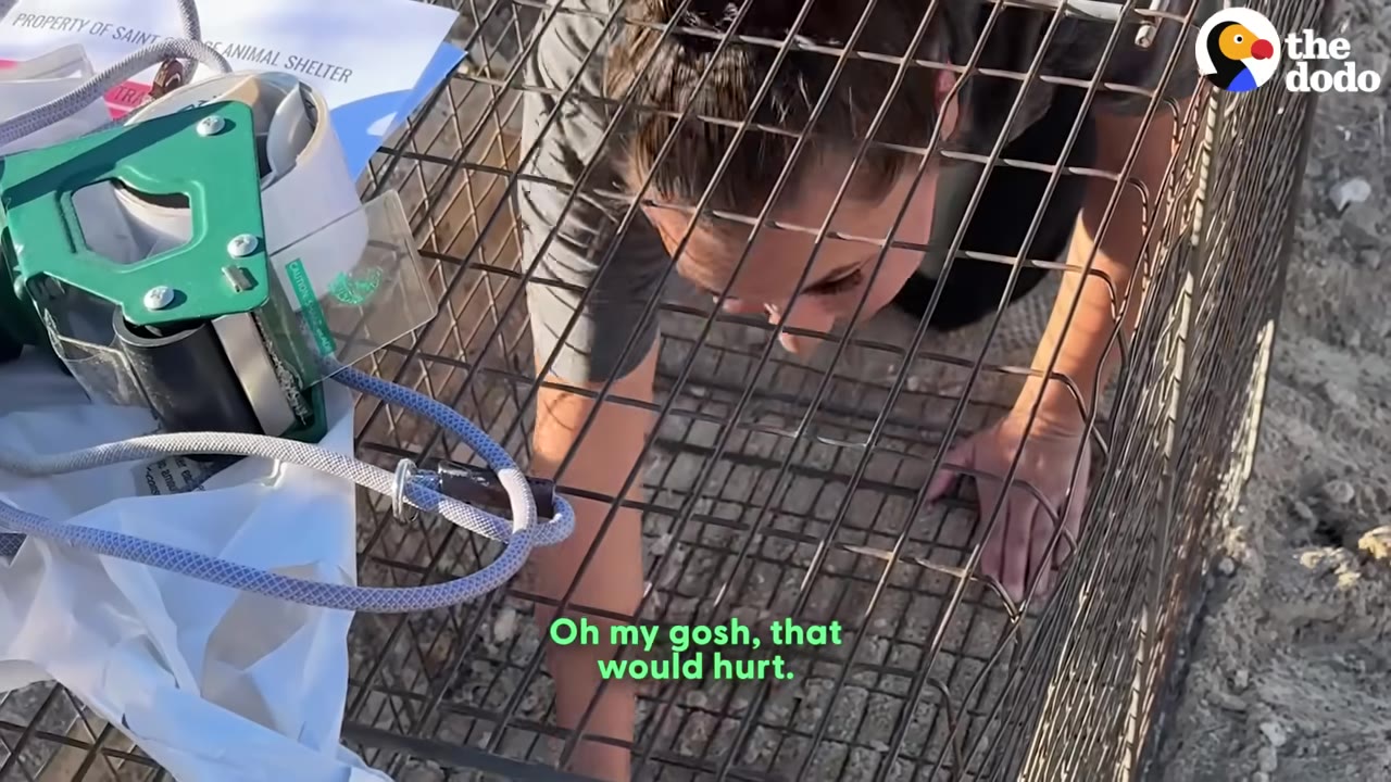 A woman reaches inside a large wire cage trap on the ground to set it up.