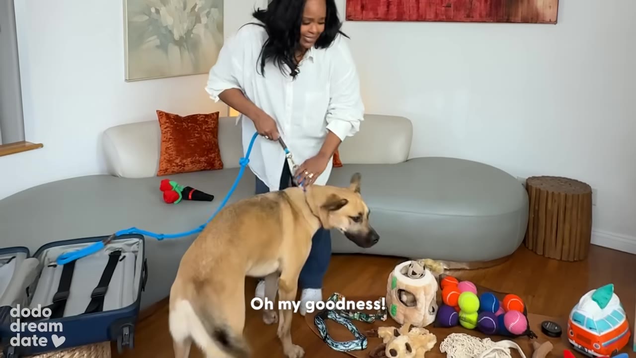 A woman in a white shirt holds a dog on a blue leash as he sniffs a table full of toys, including colorful tennis balls and plush toys.