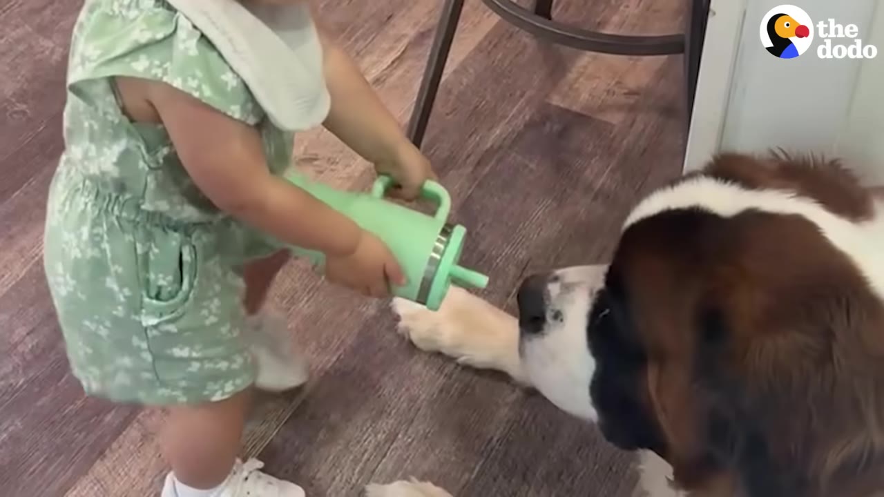 A toddler in a green outfit holds out her green cup to share a drink with a large Saint Bernard dog lying on the floor.
