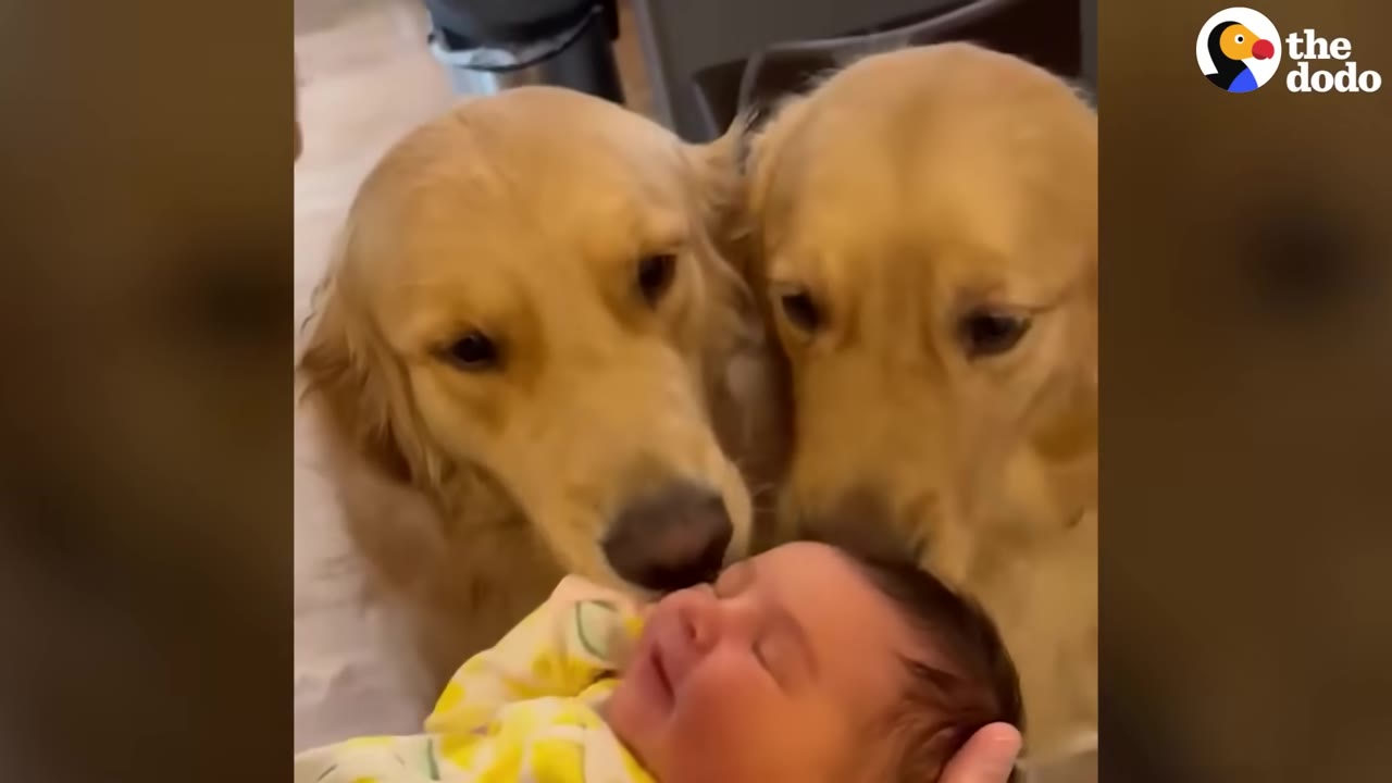 Two golden retrievers lean in close to gently sniff a newborn baby wearing a yellow and white patterned outfit.